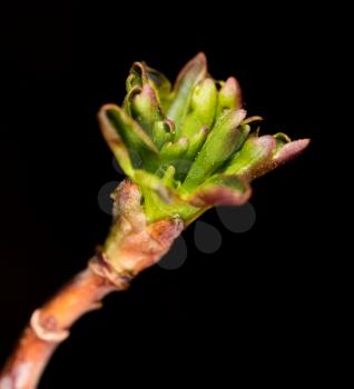 Bud on a branch of a plant. macro