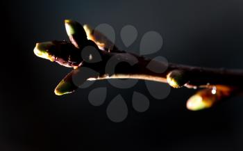 Bud grows on a tree branch on a black background