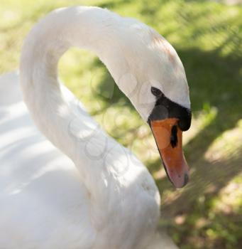 White swan in the zoo