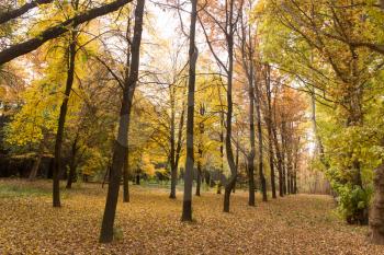 trees in autumn nature
