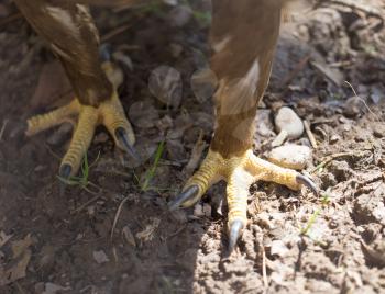 Eagle's feet on the ground in nature