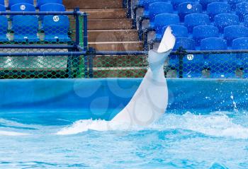 tail white dolphin in the pool