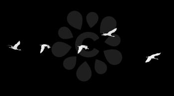 Flock of swans on a black background .