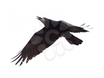 Raven in flight isolated on white background .