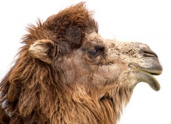 Portrait of a camel on a white background .