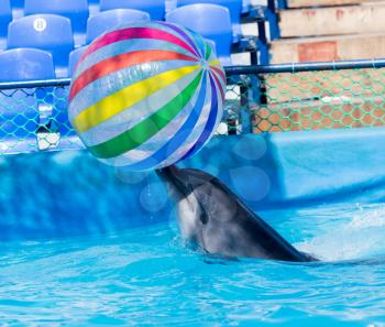 dolphin with a ball in the pool