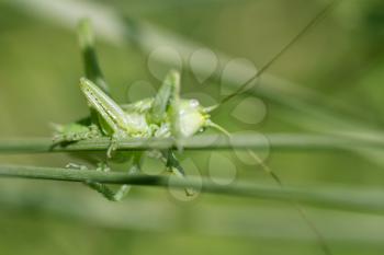 grasshopper in the grass. macro