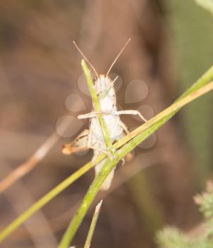 grasshopper in nature