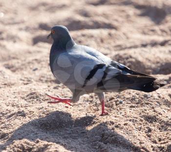 dove on the sand