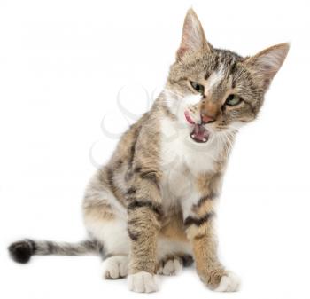 Cat showing tongue on a white background
