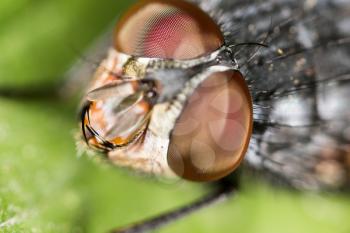 Portrait of a fly in nature. Super macro