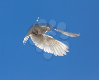 White dove in flight against a blue sky .