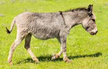 A donkey grazes pasture in a field with grass .