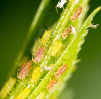Aphids on a green leaf in nature. macro