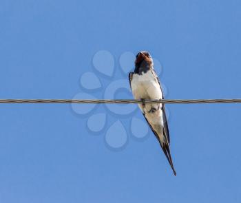 Swallow sits on an electric wire against a blue sky background