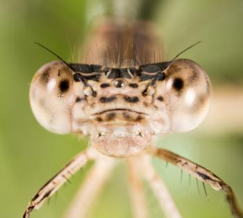 Big eyes on the head of a dragonfly. macro