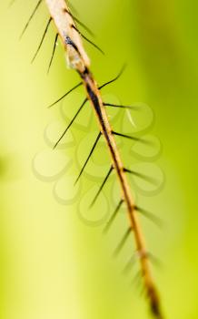 Hair on the clutches of a dragonfly. macro
