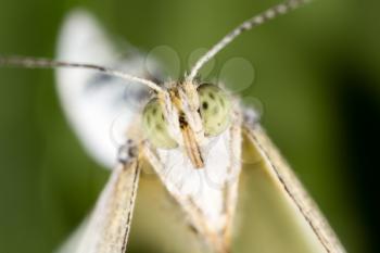Portrait of a butterfly on nature. macro