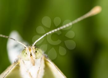 Portrait of a butterfly on nature. macro