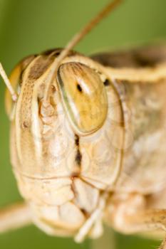A portrait of a grasshopper in nature. macro
