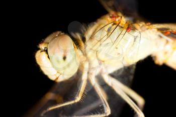 Big eyes on the head of a dragonfly. macro