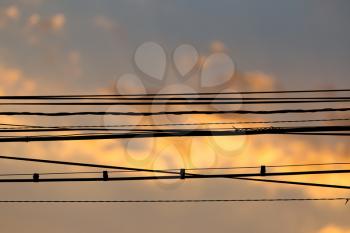 Electric wires at sunset as an abstract background
