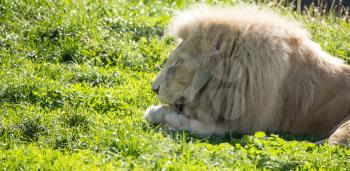 Lion lies on the grass in the wild .