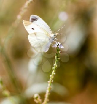 White butterfly on a plant in nature .