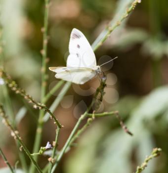 White butterfly on a plant in nature .