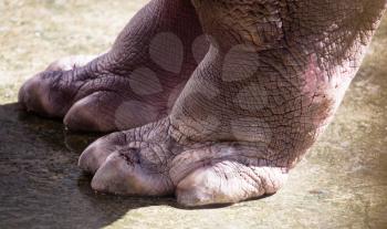 Foot hippopotamus on concrete in the zoo