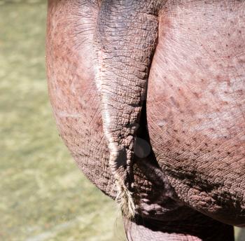Tail hippopotamus in the zoo as a background