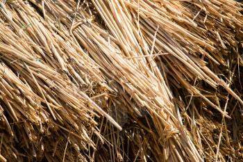 Yellow hay is dried on the ground as a background .
