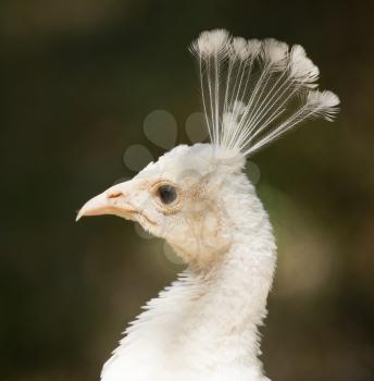 Portrait of a white peacock at the zoo .