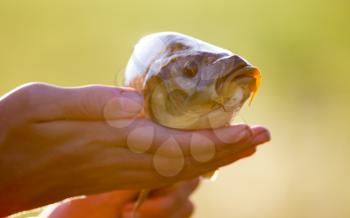 Carp in the fisherman's hand at sunset .