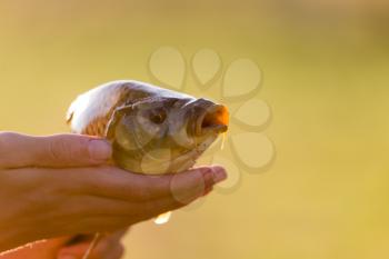 Carp in the fisherman's hand at sunset .