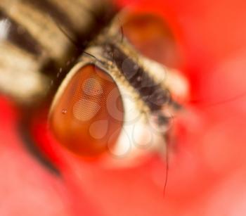 Portrait of a fly on a red watermelon. macro