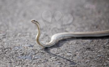 The snake crawls across the road in the city .