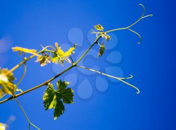 Mustache against grapes against the blue sky .