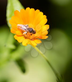 Bee on an orange flower in the nature .