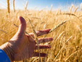 Yellow ears of wheat in hand in nature .