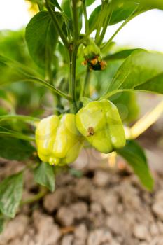 Green pepper on the plant in the garden .