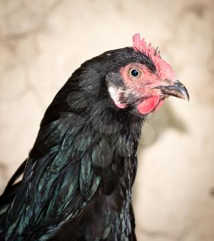Portrait of a hen on a farm .