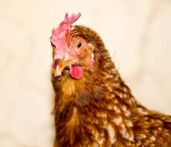 Portrait of a hen on a farm .