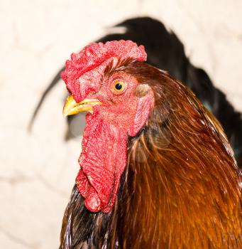 Portrait of a cock on a farm .