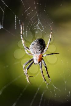The spider sits on a web on the hunt .