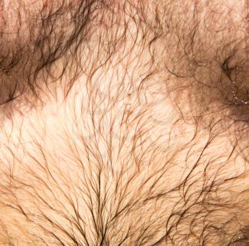 Hairy belly in a man as a background .