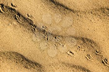 Traces of the beast on the sand in the desert .