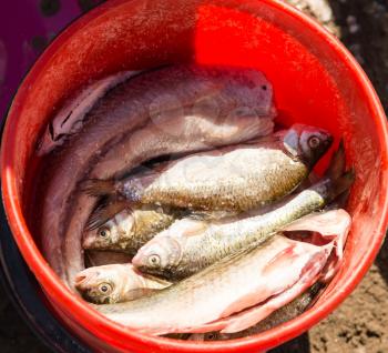 Fish in a bucket on a fishing trip .