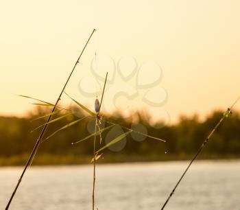 Bulrush hanging on a lure at sunset .