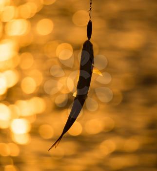 a fish on a lure at sunset .